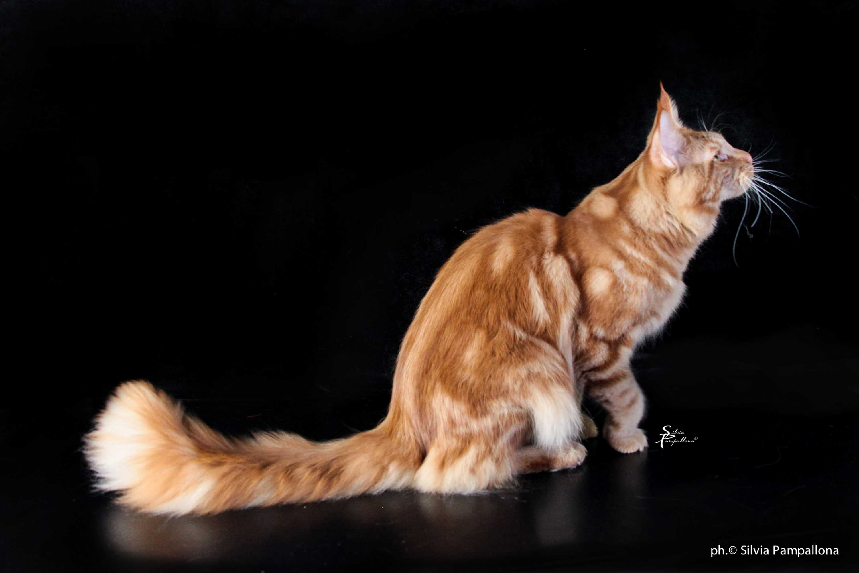 MaineCoon